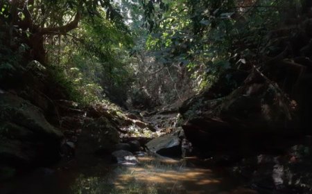 পাড়াবন কি? পরিবেশ রক্ষায় পাড়াবনের ভূমিকা ?