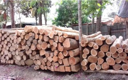 কাপ্তাই বন বিভাগের অভিযানে ৫০ ঘনফুট সেগুন কাঠ জব্দ